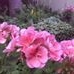 Profile Picture of Harriet Stenberg (@Harriet-Stenberg) on Facebook