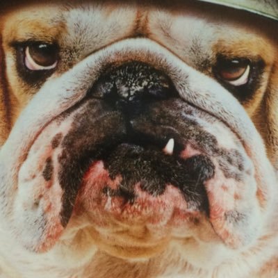 Profile Picture of David Malouf (@Bulldogmainman) on Twitter