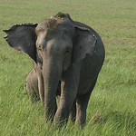 Profile Picture of Makarand Saraf (@makarand saraf) on Flickr