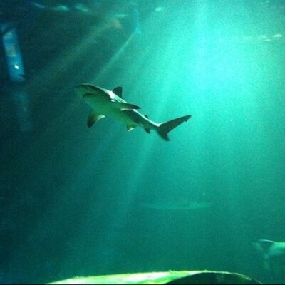 Profile Picture of Gauvin Laurent (@megalau974) on Twitter