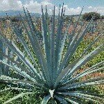 Profile Picture of Adam Roderick (@adamtroderick) on Instagram