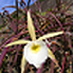 Profile Picture of Dan  Marins Ortlieb (@serpente do arco-íris) on Flickr