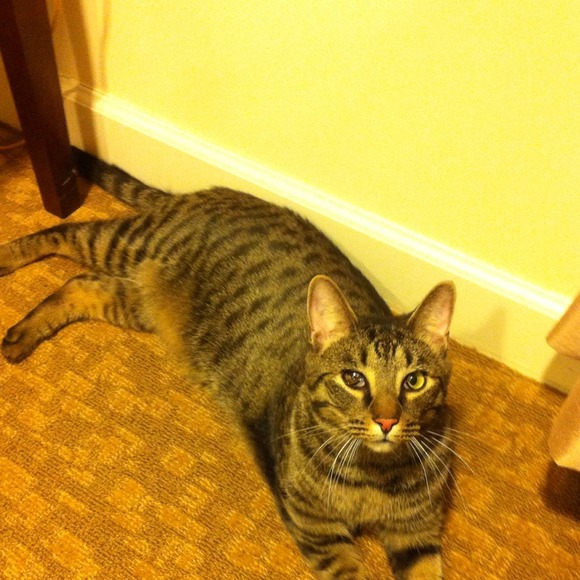 Profile Picture of Jill Atchue (@jatchue) on Poshmark