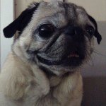 Profile Picture of Peaches McElgunn (@04peachythepug) on Instagram