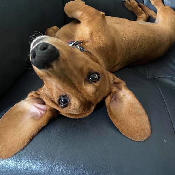 Profile Picture of Kathryn Tweedt (@justkat2) on Poshmark