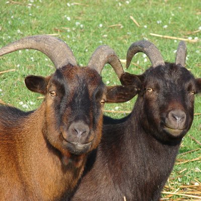 Profile Picture of Chris And Petros (@YemAndShelt) on Twitter