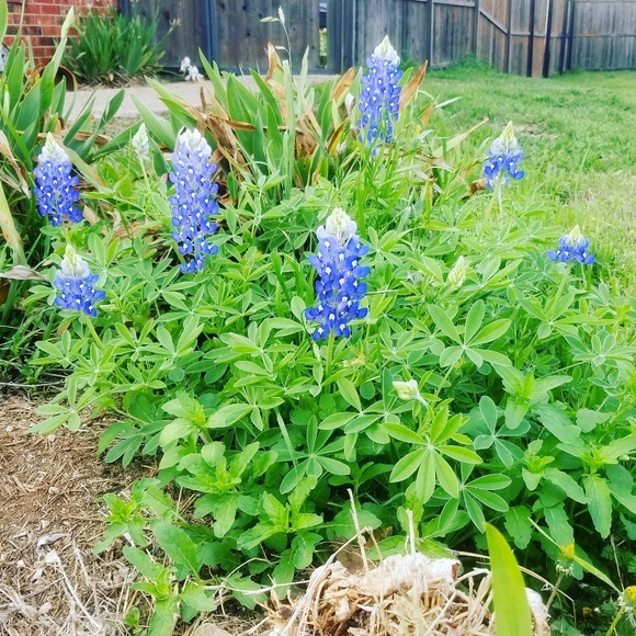 Profile Picture of Sharon Boothe (@txmom991) on Poshmark