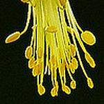 Profile Picture of DiNardo Designs1 (@DiNardo Designs1) on Flickr