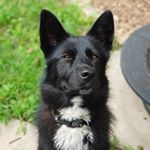 Profile Picture of Char Alexis Snelding (@char_char_gsd) on Instagram