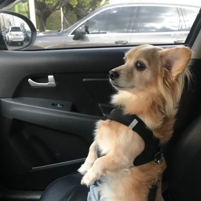 Profile Picture of Tinker Miranda (@TinkerMiranda) on Twitter