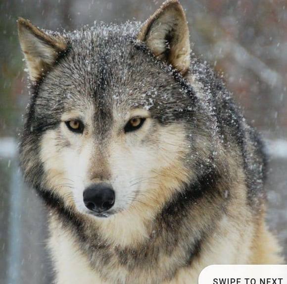 Profile Picture of Brandon Jackson (@scar_wolf) on Poshmark