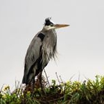 Profile Picture of Joey Gallardo (@jaggallardo) on Instagram