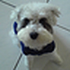 Profile Picture of Peter Tsao %u8207%u76F8%u9047%u7684%u9CE5%u5152%u5011 (@Peter Tsao %u8207%u76F8%u9047%u7684%u9CE5%u5152%u5011) on Flickr