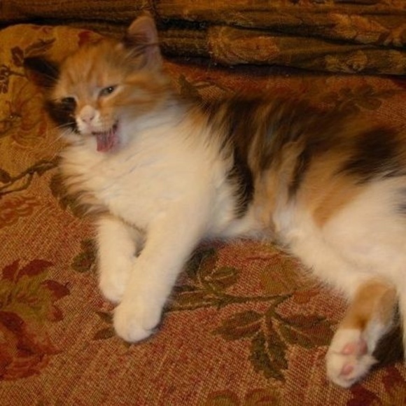 Profile Picture of Bibi Wienecke (@habibarhaouti) on Poshmark