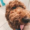 Profile Picture of Russell (@russell__thedoodle) on Tiktok