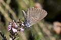 Profile Picture of Phengaris alcon - Wikipediaon Wikipedia
