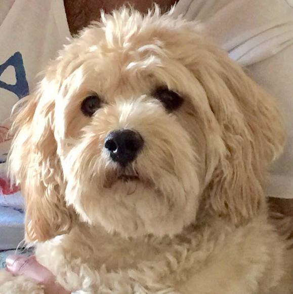 Profile Picture of Sashi Chimala (@sashichimala) on Poshmark