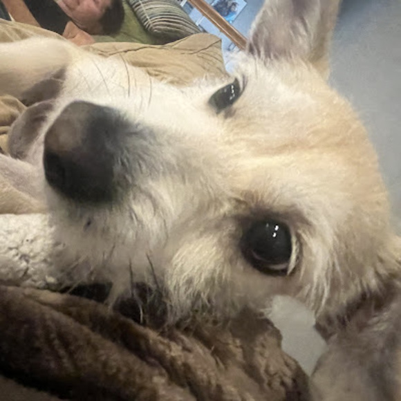 Profile Picture of Gracie Briody (@graciebriody) on Poshmark