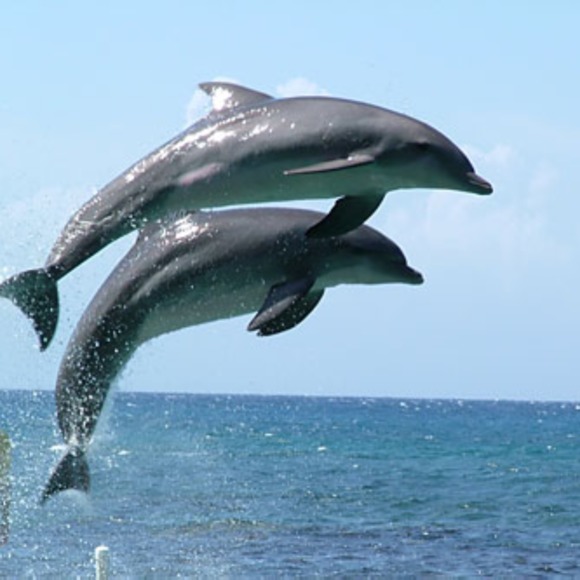 Profile Picture of Carlton Hall (@madahh) on Poshmark