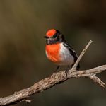 Profile Picture of Kevin Horner (@irsacae) on Instagram