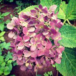 Profile Picture of Lan Quach (@lanquach) on Instagram