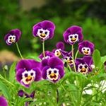 Profile Picture of Eva Phillips (@evamphillips) on Instagram