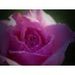 Profile Picture of Debra Gilmore (@divademcneal3) on Pinterest