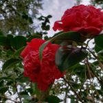 Profile Picture of Steve and Kirsten Parsley (@lowcountryplantmasters) on Instagram