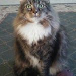 susan snyder - Instagram Profile Picture of susan snyder (@micksandangel) on Instagram