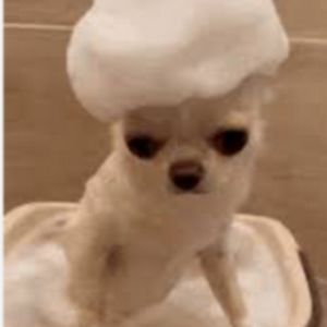 Profile Picture of Hollie Irving (@hollie.irving) on Tiktok