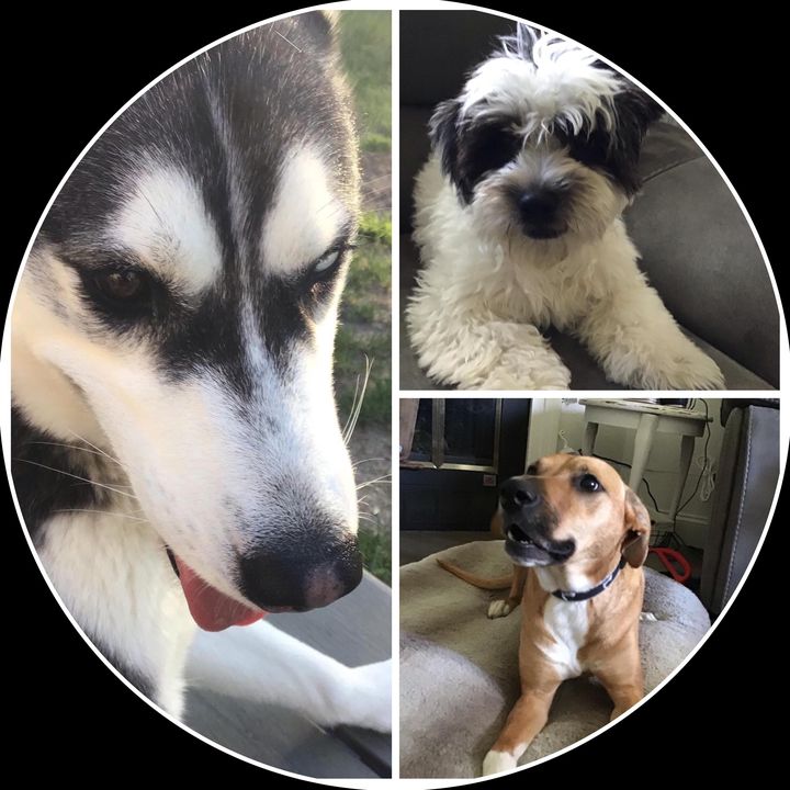 Profile Picture of Leo.Babineau (@thedogplace_) on Tiktok