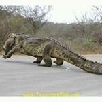 Profile Picture of Jerry Gilbert (@thecedarman13) on Instagram