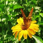 Profile Picture of James Williams (@ramzyabadiralm57) on Instagram