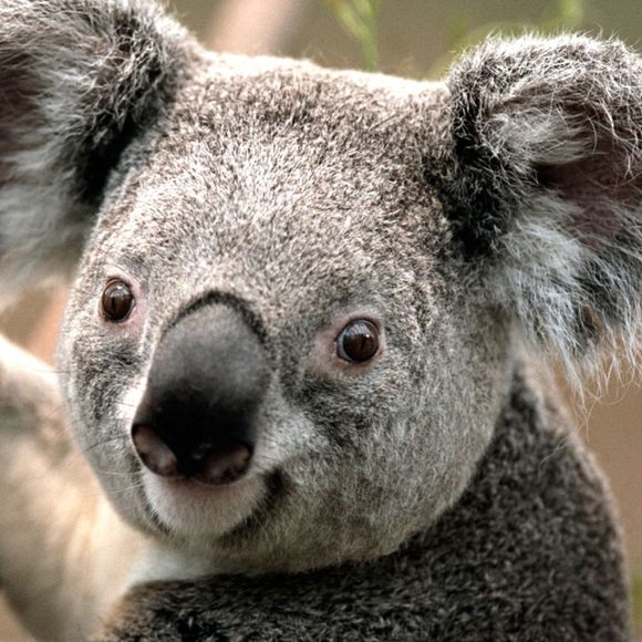 Profile Picture of Kristen Bruckerhoff (@klo5881) on Poshmark