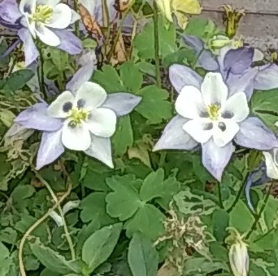 Profile Picture of Sophia - Mask Pls! #StandWithFarmers#NoVotetoBJP (@SophiaK25856240) on Twitter