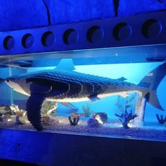 Profile Picture of williamrudge (@williamrudge) on Tiktok