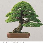 Profile Picture of Tien Hsu Liao (@bonsai3805) on Instagram