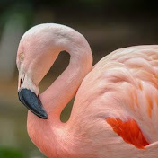 Profile Picture of Rona Wolmark (@wolmark-ym9pw) on Youtube