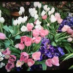 Profile Picture of Lillian Shih (@Lillian-Shih) on Facebook