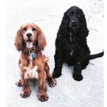 Profile Picture of Harvey & Charlie 🐶🐶 (@harvey.and.charlie) on Instagram