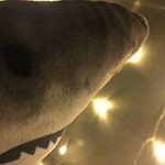 Profile Picture of Barbara (@barbara.the.shark) on Instagram