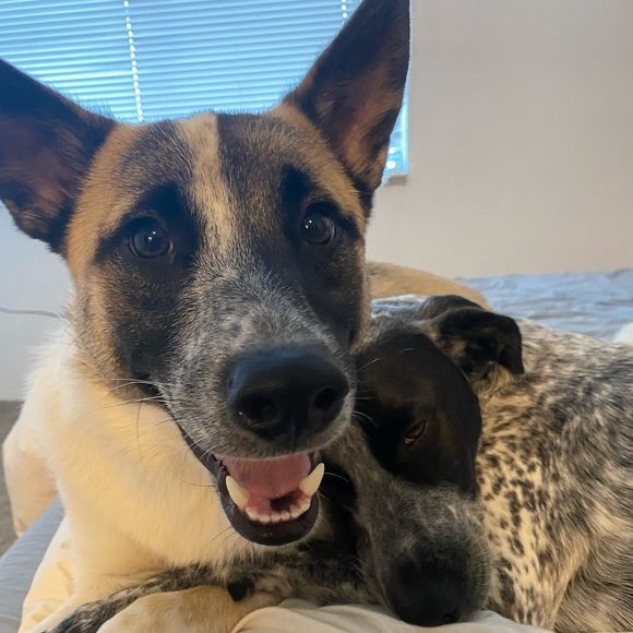 Amy Harburg - Poshmark Profile Picture of Amy Harburg (@amy_harburg) on Poshmark