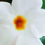 Profile Picture of Satu Vainionpää (@vainionpaa_satu) on Instagram