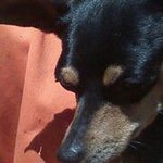 Profile Picture of chad souza jr (@chadsjr) on Instagram