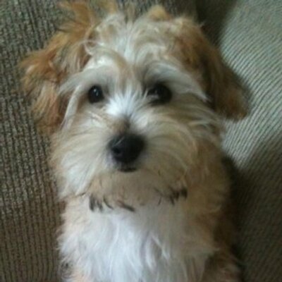 Profile Picture of Lisa Mahon (@lisaactually) on Twitter
