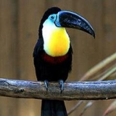 Profile Picture of Docteur Citron (@DocteurCitron) on Twitter