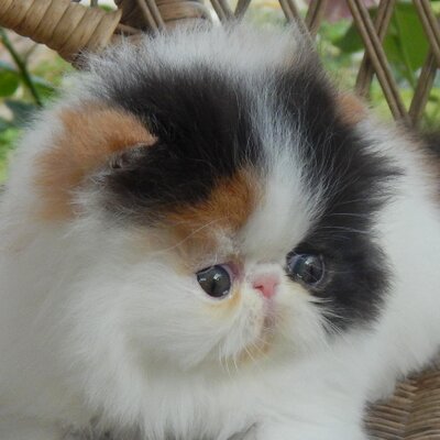 Profile Picture of Debbie Varga (@saranade8259) on Twitter