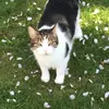 Profile Picture of Tabitha (@tabithapaws) on Tiktok