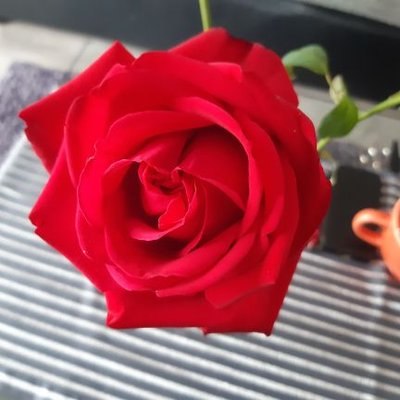 Profile Picture of Doris Neumann (@DorisNeumann9) on Twitter