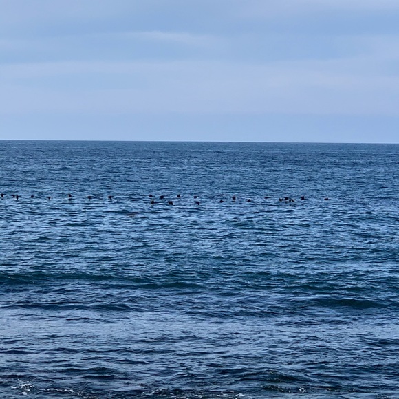 Profile Picture of Erika Daronco (@eldaronco) on Poshmark